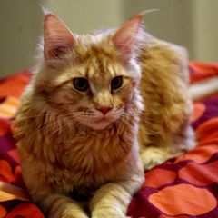 Кот мейн-кун Пончик (72)